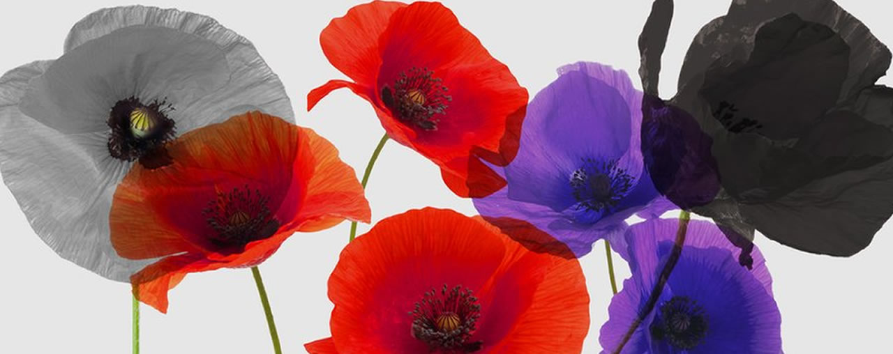 Different coloured poppies.